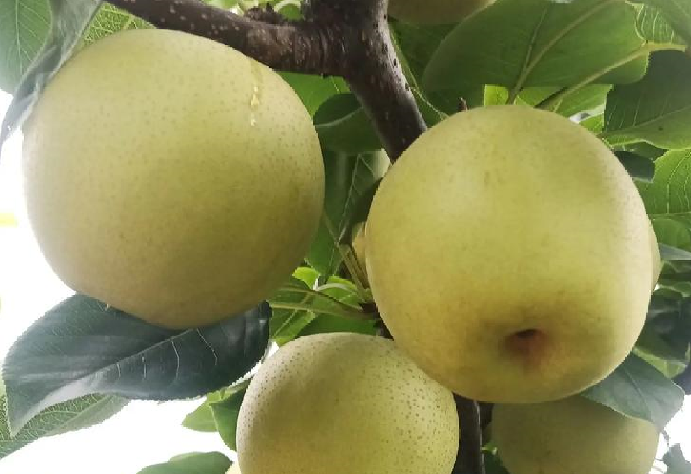 ��Ʒ�ʣ������ꡰ�ƽ��桱�İ��˼���׼