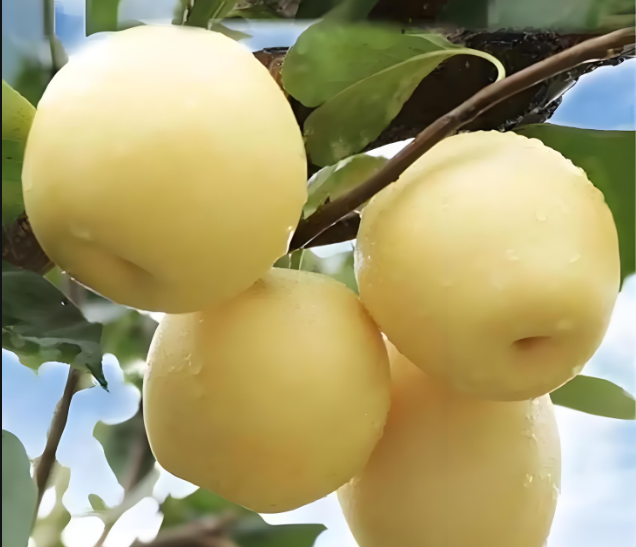 ����������ʹڣ�����԰��ġ��г������