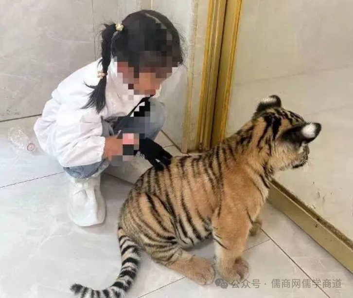 【20250902早报】上合天津宣言;九三阅兵安排;金正恩抵京;景区回应女童被虎咬伤;韩女子东京街头遭割喉