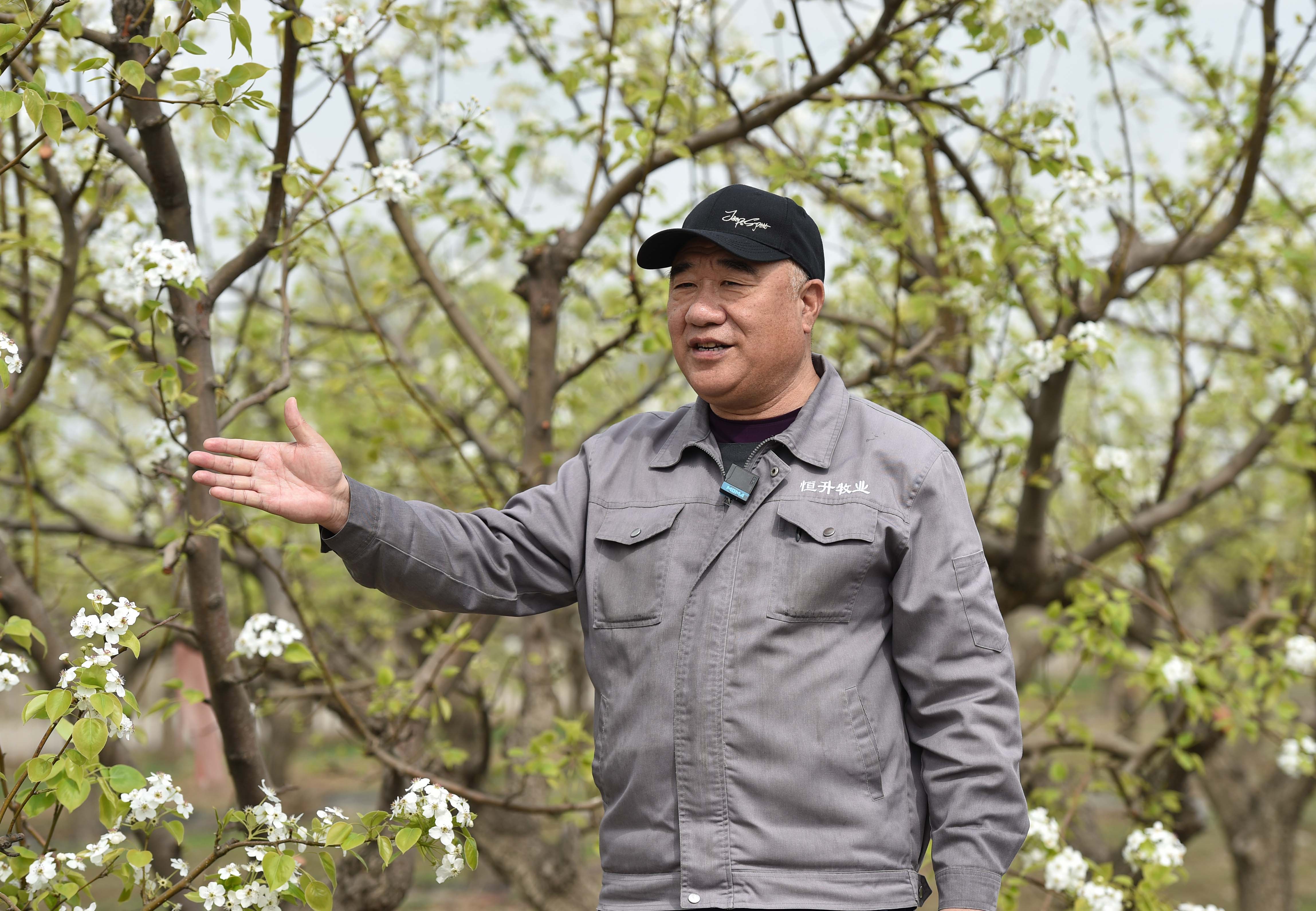 冬天多吃窦店梨——窦店金梨园的绿色有机与健康之道