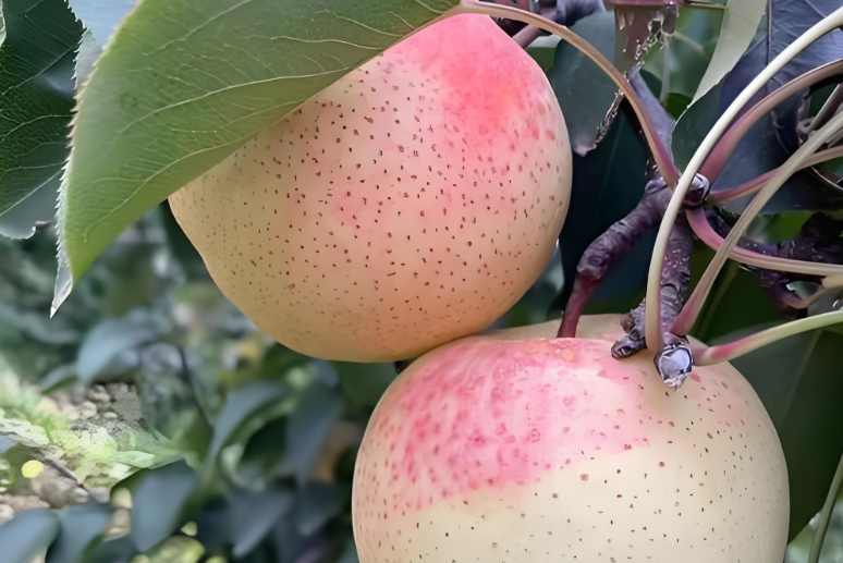 ��͢���顤���ϲ������԰����Ŵ���Ҳ�������Ʒ