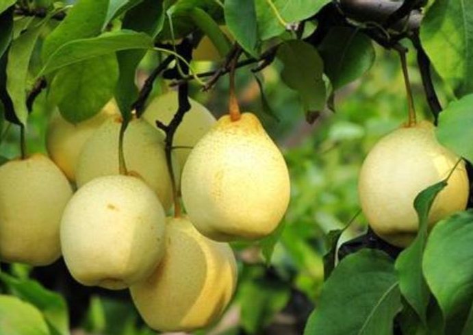 京味之源:窦店梨园里的北京特产“京白梨”