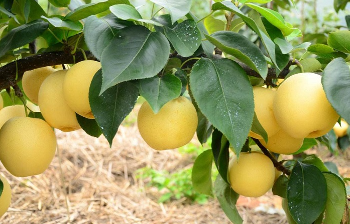 金奖品质:解码窦店“黄金梨”的奥运级标准