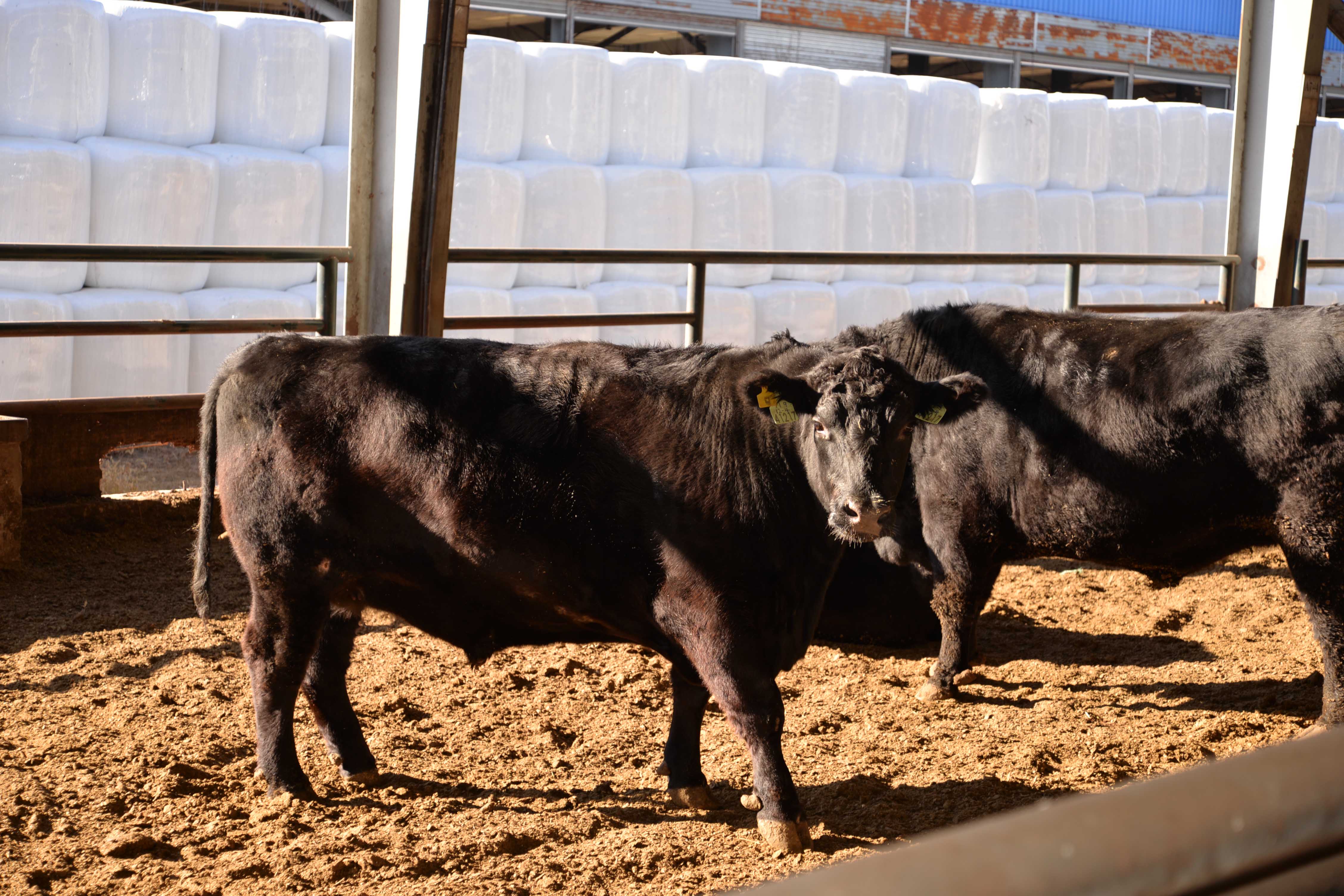 ������֮�����⹹�갲��˹ţ��Ļƽ����