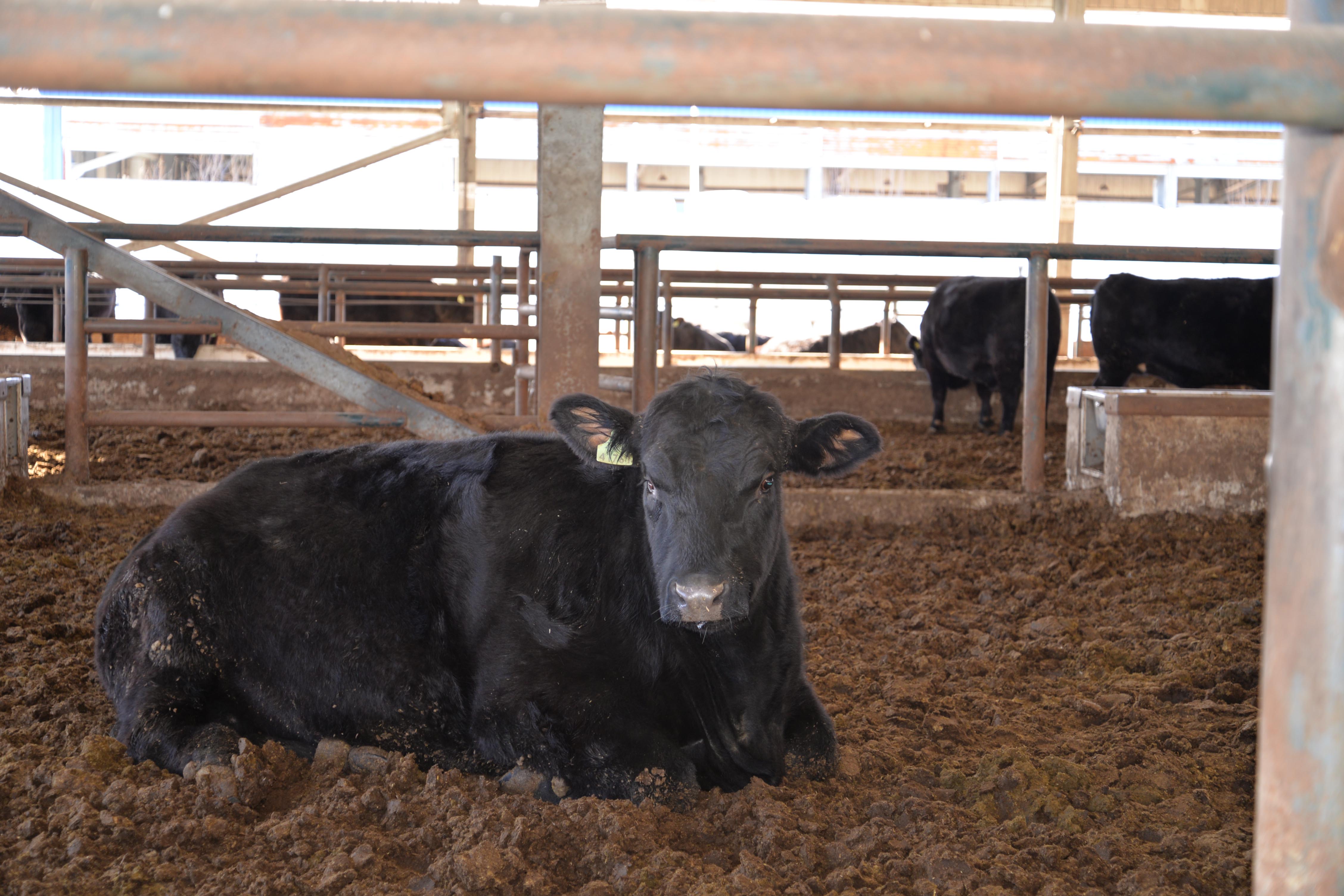 ���������ʯ���ơ����갲��˹ţ�ŵķ�ζ�ر�ͼ