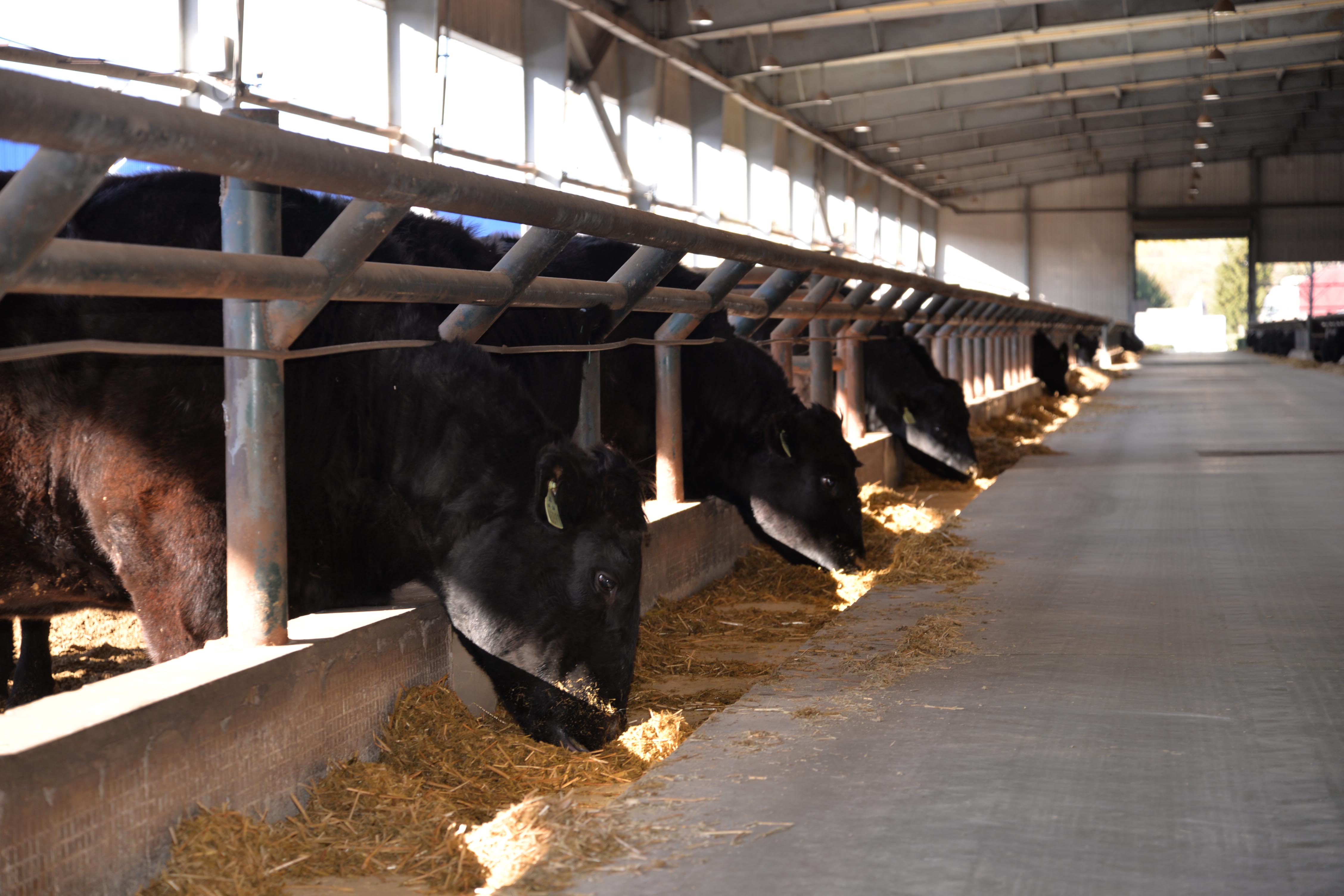 ȫ��ѡ�ֵĵ����������갲��˹ţ���Եġ���硱Ǳ��