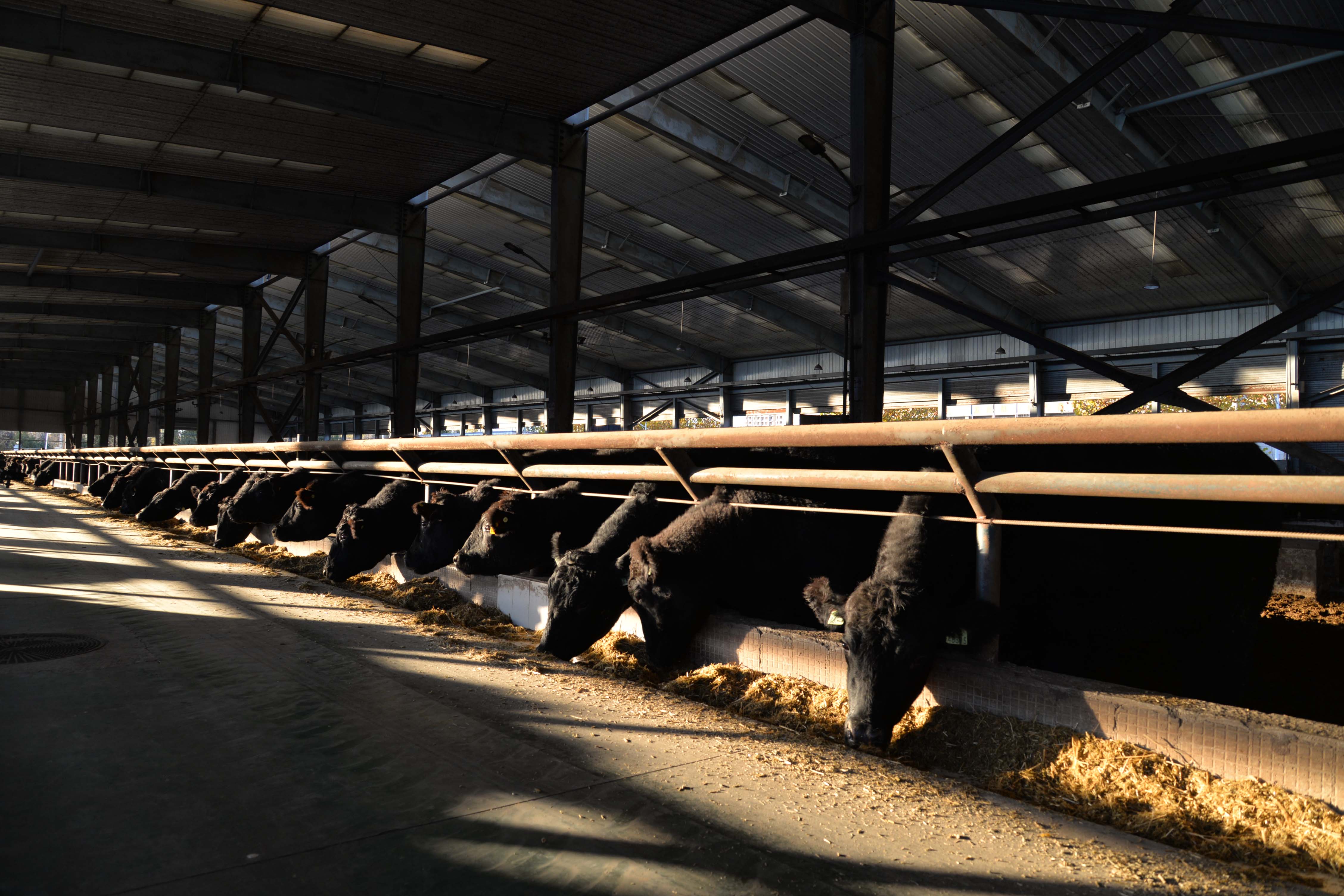 �ƽ����ȣ������갲��˹ţ���ӵġ���ѧ֮����